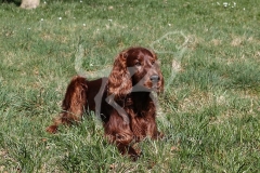 Setter - Irish Red