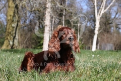 Setter - Irish Red