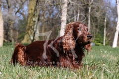 Setter - Irish Red