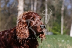 Setter - Irish Red
