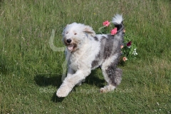 Sheepdog - Old English