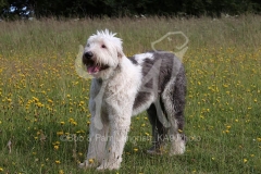 Sheepdog - Old English