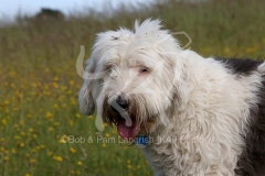 Sheepdog - Old English
