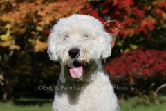 Sheepdog - Old English