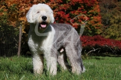 Sheepdog - Old English
