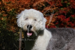 Sheepdog - Old English