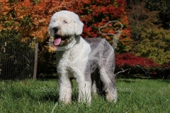 Sheepdog - Old English