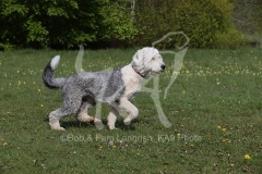 Sheepdog - Old English