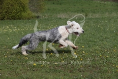 Sheepdog - Old English