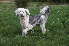 Sheepdog - Old English