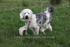 Sheepdog - Old English