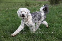 Sheepdog - Old English