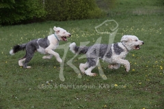 Sheepdog - Old English