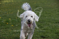 Sheepdog - Old English