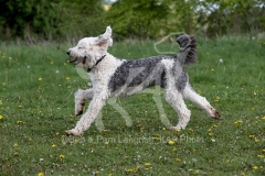 Sheepdog - Old English