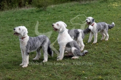 Sheepdog - Old English