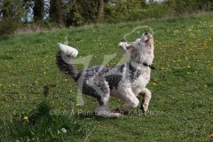 Sheepdog - Old English