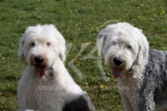 Sheepdog - Old English