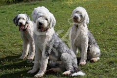 Sheepdog - Old English