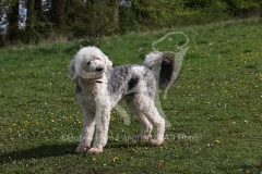 Sheepdog - Old English