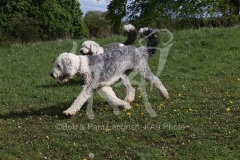 Sheepdog - Old English