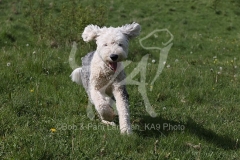 Sheepdog - Old English