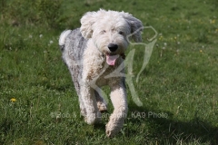Sheepdog - Old English