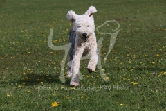Sheepdog - Old English
