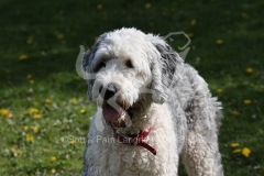Sheepdog - Old English