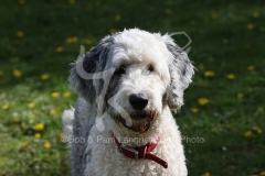 Sheepdog - Old English