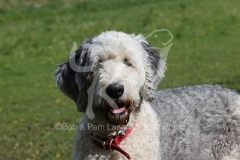 Sheepdog - Old English