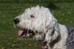 Sheepdog - Old English