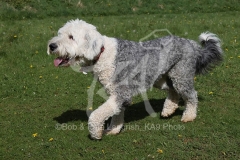 Sheepdog - Old English