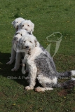 Sheepdog - Old English