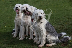 Sheepdog - Old English
