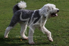 Sheepdog - Old English