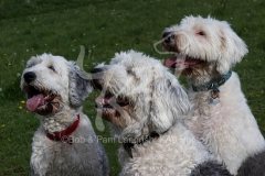 Sheepdog - Old English