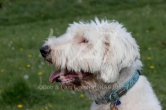 Sheepdog - Old English