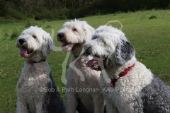 Sheepdog - Old English