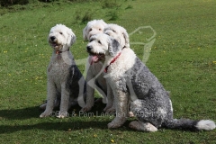 Sheepdog - Old English