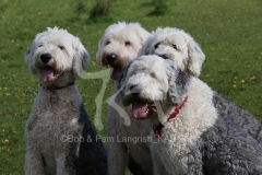 Sheepdog - Old English