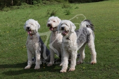 Sheepdog - Old English