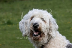 Sheepdog - Old English