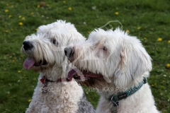 Sheepdog - Old English