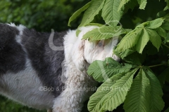 Sheepdog - Old English