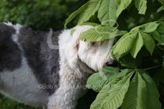 Sheepdog - Old English