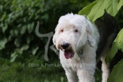 Sheepdog - Old English