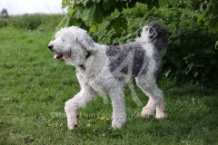Sheepdog - Old English