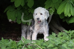 Sheepdog - Old English