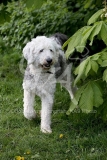 Sheepdog - Old English